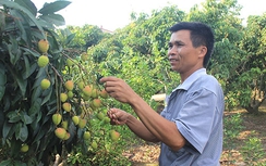 Vải thiều sạch “ngóng” đầu ra