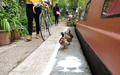 Làn đường dành riêng cho vịt tại Anh