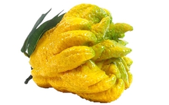 Phật thủ chữa ho, đau bụng