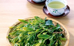 Chè xanh chữa loét dạ dày