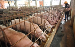 Tạm dừng nhập khẩu chất tạo nạc trong chăn nuôi