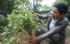 Tu Mơ Rông thoát nghèo nhờ trồng cây dược liệu