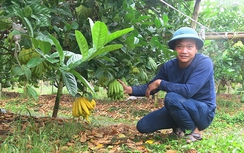 Người trồng phật thủ cười, kẻ trồng hoa khóc