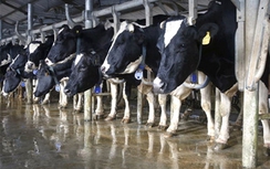 BIDV tài trợ vốn cho chăn nuôi bò tại Hà Tĩnh