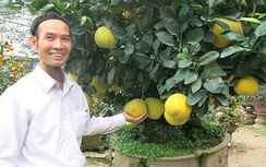 “Hốt bạc” dịch vụ thuê, chăm cây cảnh Tết