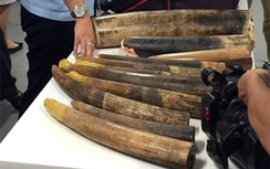 Liên tiếp phát hiện vận chuyển ngà voi, ma tuý qua đường hàng không