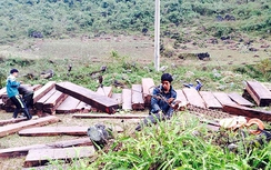 Lợi dụng mua gỗ đấu giá để phá rừng Cao Bằng (Kỳ cuối)?