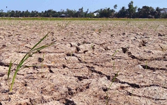 Cấp ngay 137 tỷ cho 9 tỉnh bị thiệt hại do xâm nhập mặn