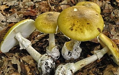 Bộ Y tế khuyến cáo ngộ độc nấm