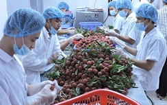 Xuất khẩu nông sản không “kéo” được dầu thô