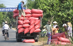 Long An: Xe chở lúa quá tải tung hoành đường quê