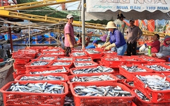 Sau họa cá chết, ngư dân lại hồ hởi vươn khơi