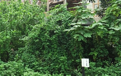 Tràn lan vi phạm hành lang ATGT đường sắt ở Đông Anh