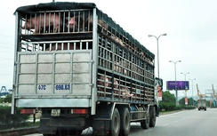 Trung Quốc đột ngột giảm nhập heo, thương lái Việt vật vã