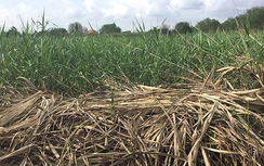 Phương Trang yêu cầu khắc phục hậu quả vụ “nợ xấu 3.000 tỷ”