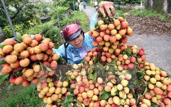Thông quan mỗi lô vải thiều xuất khẩu chỉ 10 phút