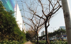 TP.HCM: Hàng loạt cây trăm tuổi chết đứng, ai chịu trách nhiệm?