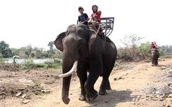 Nài voi “tí hon” ở Buôn Đôn