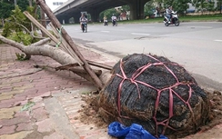 Kiểm điểm trách nhiệm đơn vị trồng cây còn nguyên bọc rễ