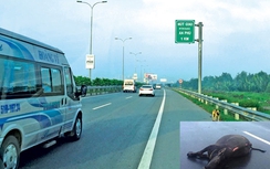 Cảnh báo dân phá rào, súc vật tràn vào cao tốc