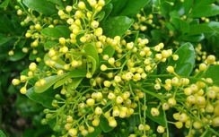 Cây ngâu chữa tăng huyết áp, hen suyễn