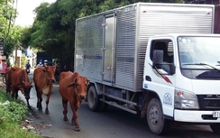 Bất an trâu, bò thả rông trên phố, tràn vào cao tốc