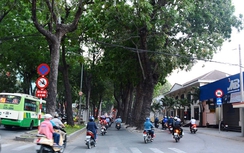 Cần ứng dụng công nghệ quản lý cây xanh đô thị