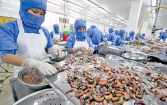 Cả năm xuất khẩu tôm dự kiến đạt 3,1 tỷ USD