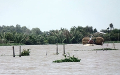 “Bẫy cọc” dày đặc sông Hậu Giang