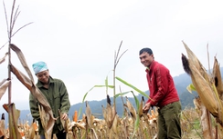 Nụ cười đón Tết ở rốn lũ Quang Kim