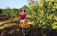 CEO bỏ lương gần trăm triệu làm nông dân