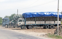 Xử lý hàng chục vụ xe chở mía vi phạm ATGT