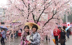 10/3, khai mạc triển lãm hoa anh đào tại Hà Nội