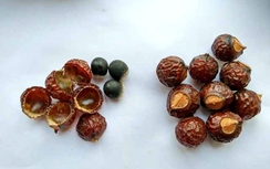 Bồ hòn trị nấm tóc, làm đẹp da