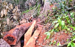 Quảng Trị: Rừng phòng hộ liên tục bị “xẻ thịt”