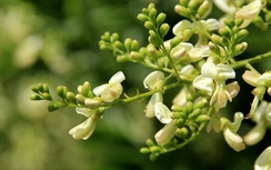 Hoa hòe trị chứng cao huyết áp, khó ngủ