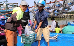 Chưa hết mừng trúng đậm đã lo hải sản rớt giá