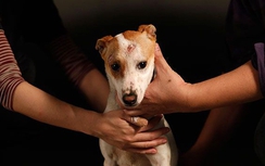 Đài Loan chính thức cấm ăn thịt chó, mèo