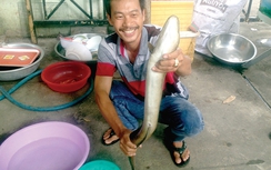 Săn “cá ma” vùng hồ Ayun Hạ