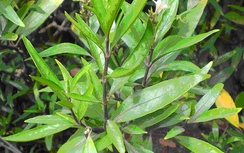 Cây thanh táo chữa bong gân, viêm khớp