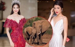 Lệ Hằng, Phạm Hương làm đại sứ bảo vệ voi