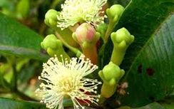 Đinh hương trị viêm loét dạ dày