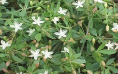 Tác dụng bất ngờ của rau đắng đất