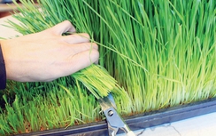 Thực hư cỏ lúa mì, gạo lứt diệt tế bào ung thư