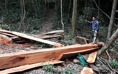 Vụ phá rừng Mang Yang: Cùng lắm chỉ... rút kinh nghiệm thôi!