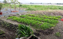 Cỏ hoang bao phủ dự án lấn sông Đồng Nai