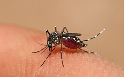 Phụ nữ mang thai mắc sốt xuất huyết cần lưu ý gì?