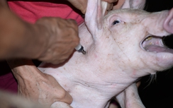 Từ 2018, cấm dùng kháng sinh trong chăn nuôi và thủy sản