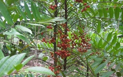 Cây mật nhân trị yếu sinh lý