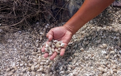 Ốc hương chết hàng loạt ở Khánh Hòa